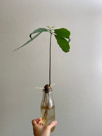 Avocado Plant 1
