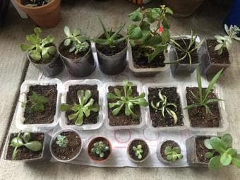 Variety of Plants in small containers and 1 gal pots/customized pots 2