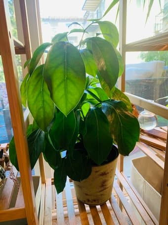 Houseplant — Schefflera Alpine 1