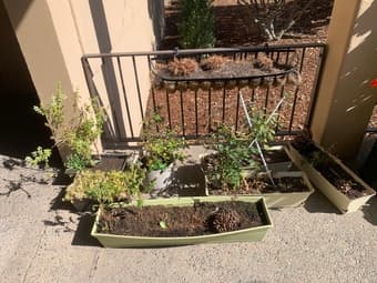Free plants 1