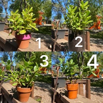 Jade Plants 1