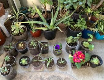 Spring Plant Sale 1