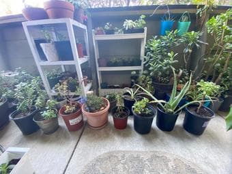 Spring Plant Sale 2