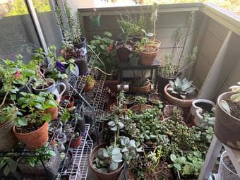 Spring Plant Sale 3