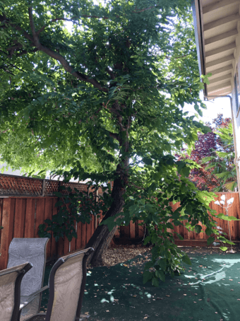 Palo Alto, 1-year lease, 2 rooms open in 3BR/1.5 BA 1