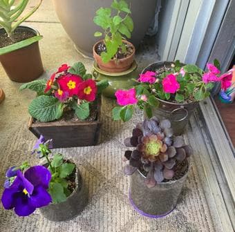 Plants for beginners/gift 1