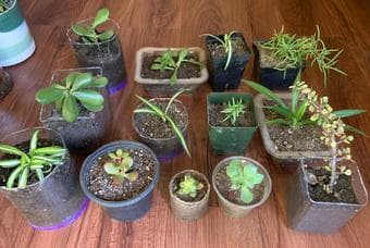 Plants for beginners/gift 2