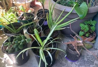 Plants for beginners/gift 3
