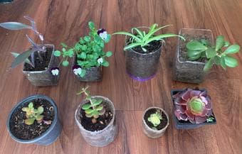 Household plants 1