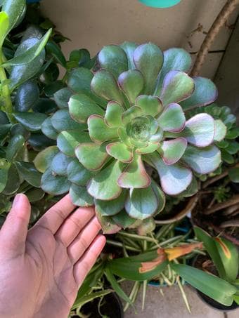 Household plants 3