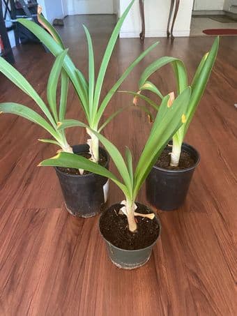 Plants for household, easy to care/Succulents and others 1