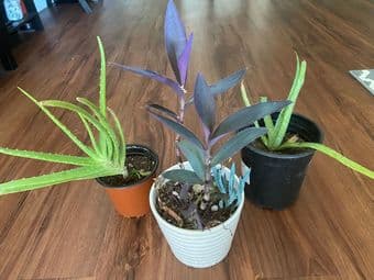 Plants for household, easy to care/Succulents and others 3