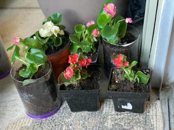 Marigold, begonia, celosia flower plants and succulents 2