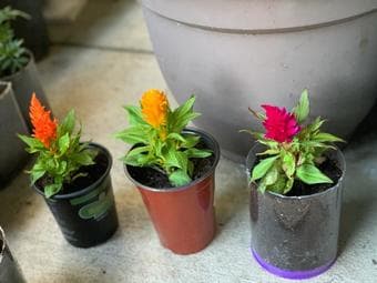 Marigold, begonia, celosia flower plants and succulents 3
