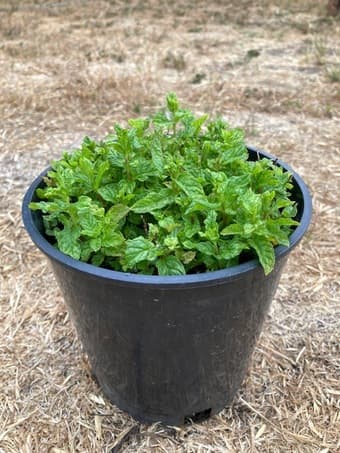 Mint for sale 1