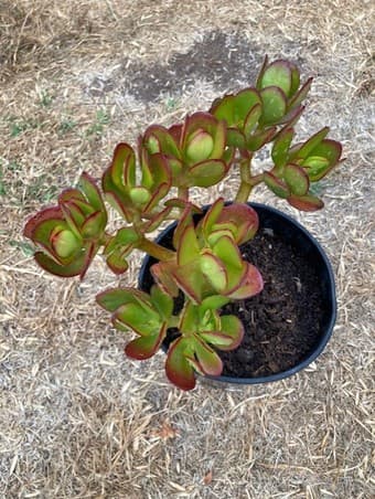 Flower 1