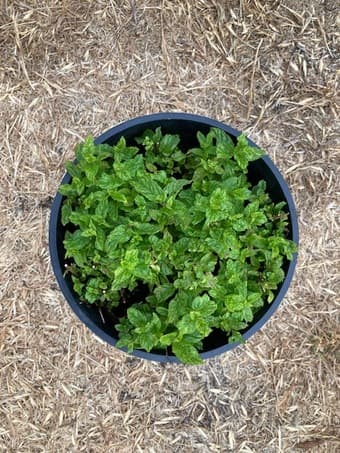 Fresh PepperMint plant 2