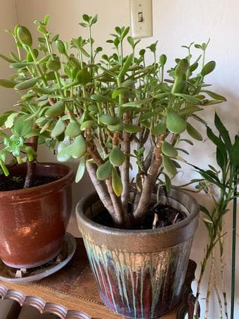 Large planters with Jade, Aeoniums, Anthurium, Bamboo tree 1