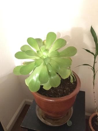 Large planters with Jade, Aeoniums, Anthurium, Bamboo tree 2