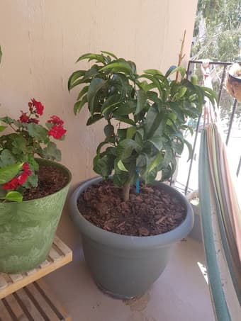 Miniature fruit trees - tangerine tree and orange tree 2