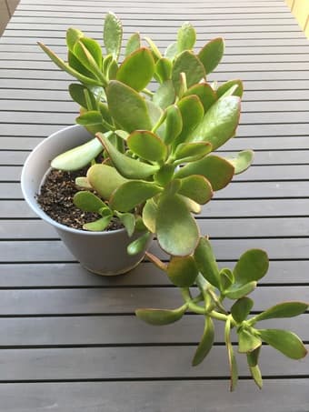 Plants (jade trees, cactus, easter cactus) 2