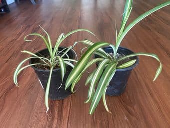 Plants with easy care 2