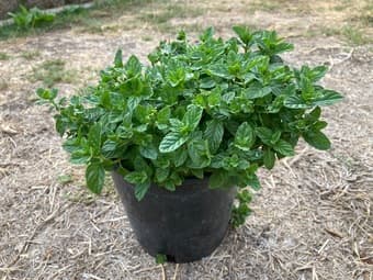 Fresh Mint 1