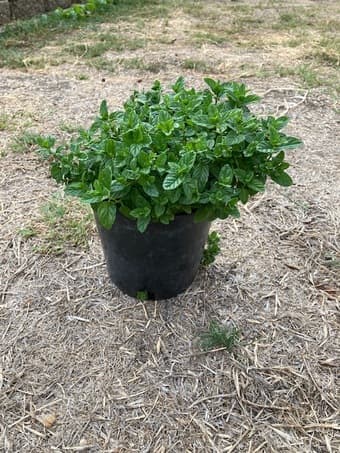 Fresh Mint 2