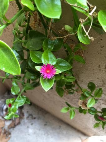 Plants for indoor/outdoor-low maintenance easy care 2