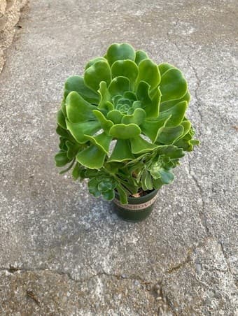flower for sale 1