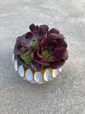 Flower for sale 1