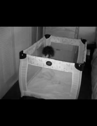 Graco Travel Crib 1