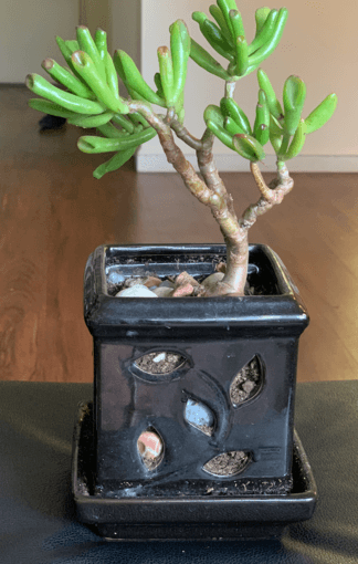 Succulent gollum in a ceramic planter 1