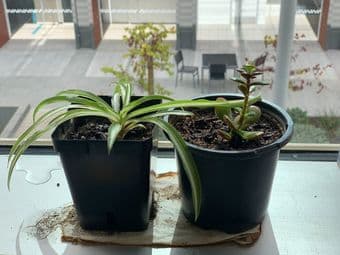 Plants for beginners/low maintenance 3