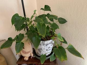 Houseplants for sale at low prices 1