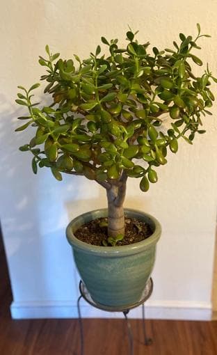 Jade tree in ceramic or nursery planter 1
