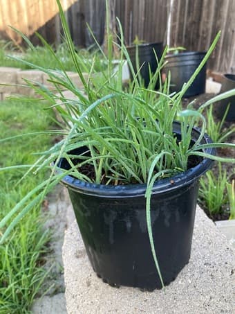Chinese Chives (韭菜） 1