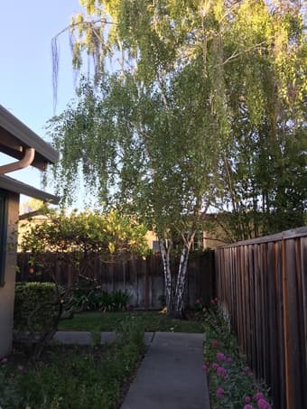 Sunny room in a beautiful Palo Alto house! [women only, please!] 1