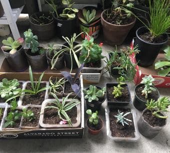 Plants easy to grow 1