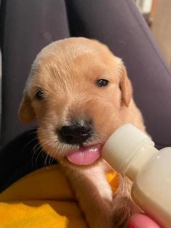 Golden Retriever Puppies for Sale 1