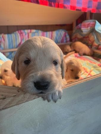 Golden Retriever Puppies for Sale 2