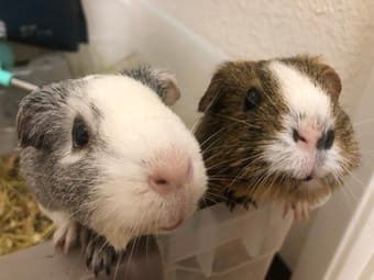 Desperately looking for the new owner of our beloved two guinea pigs 3