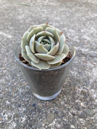 flower for sale 1