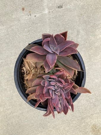 flower for sale 1