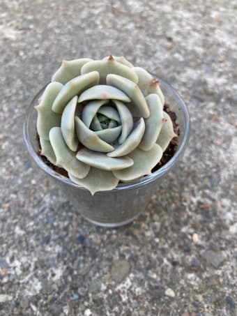 Beautiful succulent flower for sale 1