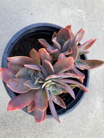 Beautiful succulent flower for sale 1