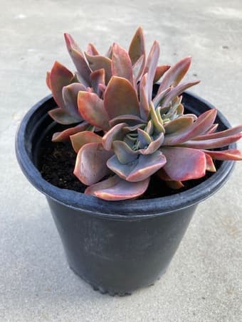 Beautiful succulent flower for sale 2