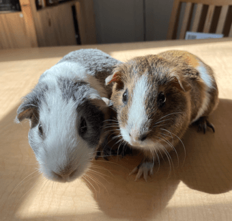 Two darling female guinea pigs for adoption 1