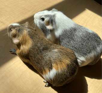 Two darling female guinea pigs for adoption 2
