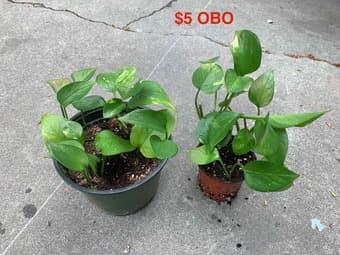 Houseplants 2